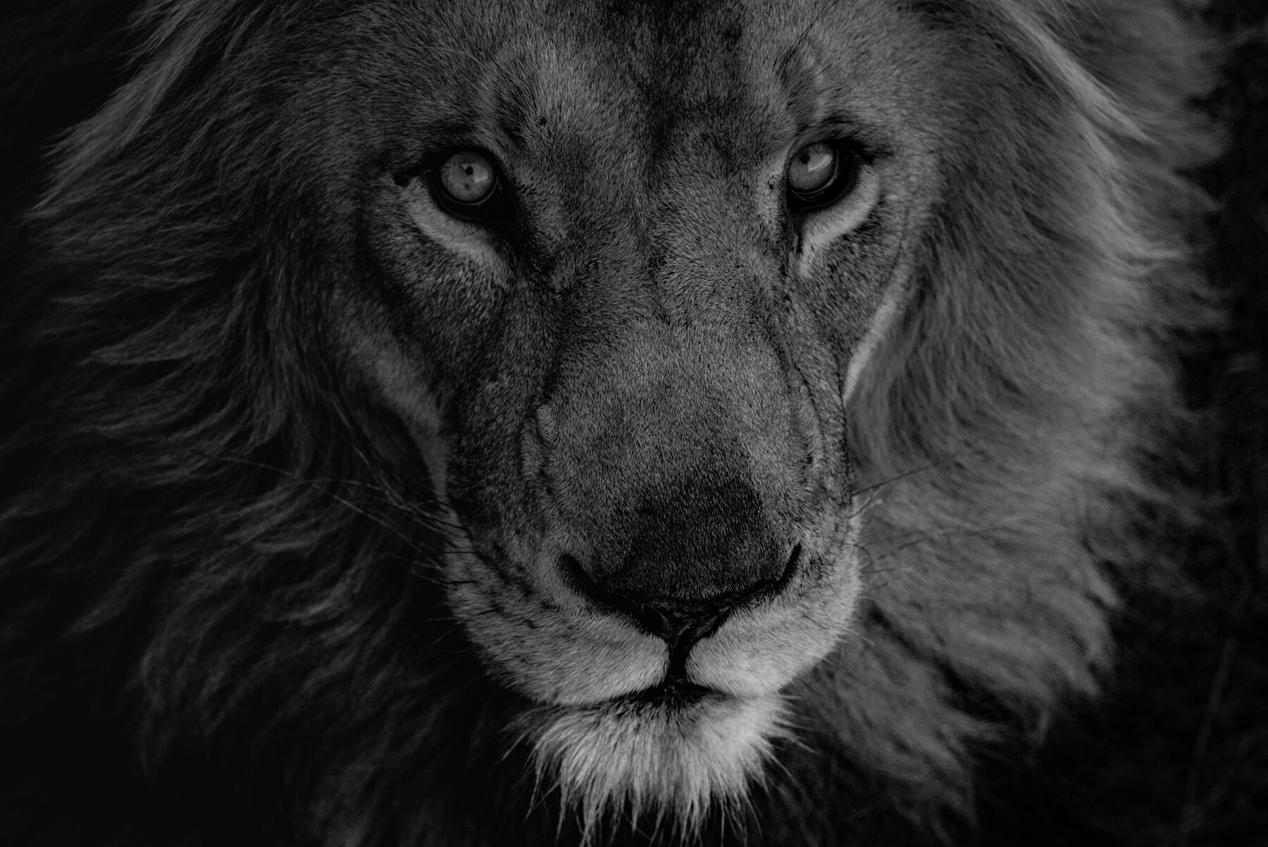 Face of a Lion